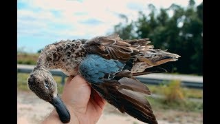 duck hunting for the first time (florida everglades)