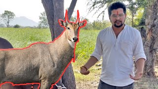 झूमर और वालु के सारे चारे को नीलगाय ने किया बर्बाद 😡😡😡#baawalechorevlogs #cowlover #cowvlog #gaugram