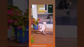 funny dog 🤣 #funnydog #shorts #viral