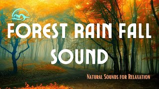 Forest Rain Fall 1 Hours