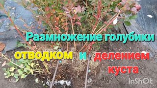 Размножение голубики методом ОТВОДКИ и ДЕЛЕНИЕМ КУСТА.