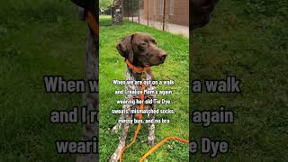 Our Dog Is Sooo Judgmental! #funnydog #gsp #germanshorthairedpointer #puppy #dogvideo #dog