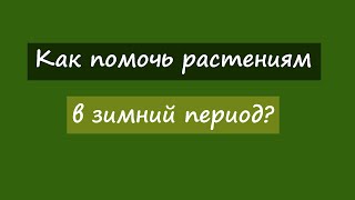 Как помочь растениям в зимний период?