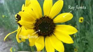 Cool facts about Sunflower