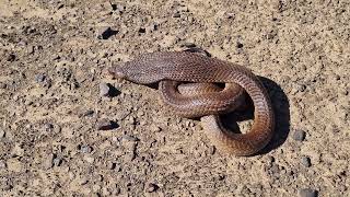 Nice size Cape Cobra being released