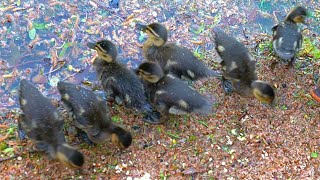 Human Drone Hovering Over The 7 Ducklings [4K] Mallard Ducks