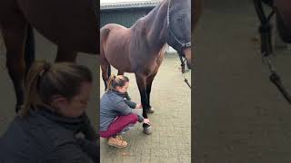 Equina behandeling Alicia Van Och - Echnaton 1 deel 3