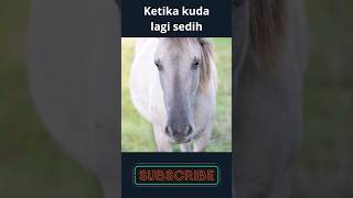 kuda nangis #horse #kuda #videoanak