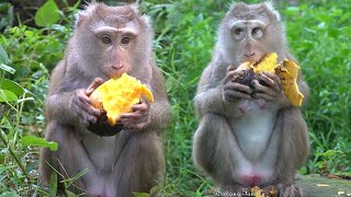 Monkey Libby is vey happy with Mango but Amber not allow her eating easy