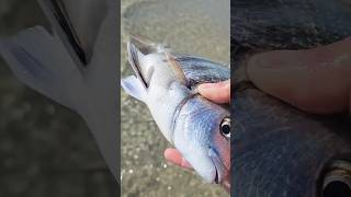 Hand Holding Fish In The Sea || समंदर में हाथ से पकड़े मछलिया 😮🙆‍♂️🐠🐠 #fish #machhli  #fishing