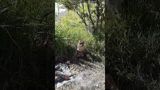 Penghuni Kawah Talaga Bodas!!! Raja monyet yang Selalu Mengganggu saat Camping