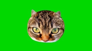 Cat Green Screen