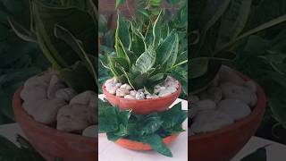 Snake Plant Decoration | Decorating with Sansevieria #shorts #snakeplant #beauty #viralvideo #reels