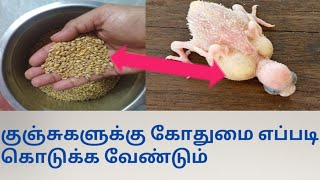 குஞ்சுகளுக்கு கோதுமை எப்படி கொடுக்க வேண்டும் ?/How to feed wheat flour in pot in Chick