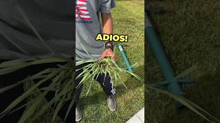 Quick Weed Removal Without Chemicals #shorts