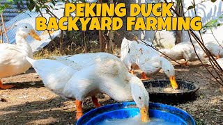 BACKYARD PEKING DUCK FARMING