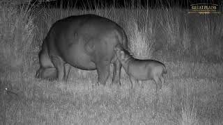 Cheeky Hippo Calf Bites Mom's Tail | Great Plains Conservation