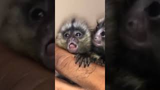 #Cebuella #pygmaea #eastern #marmoset #black-tufted #marmoset