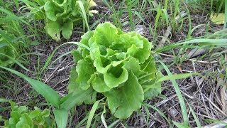 【自然農】2023年4月22日 アボガドピンチ！里芋芽が動く【natural farming】