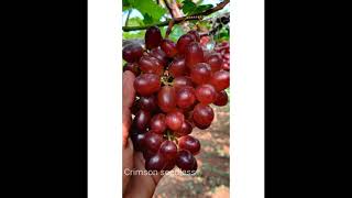 Crimson seedless from Sawargaon India