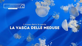 Dietro le quinte: La vasca delle meduse