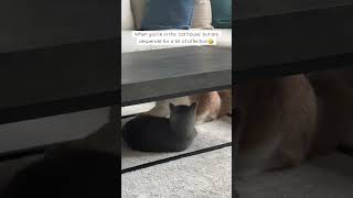 Gimme attention! #britishshorthaircat #cutecatshorts #funnycatvideos