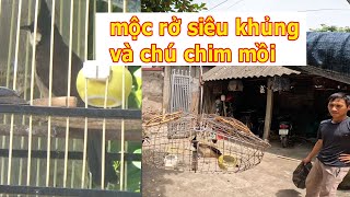 đi tuyển chim mồi / chủ chim sở hữu chú khuyên líu chòe và chú mộc dở bộ siêu khủng