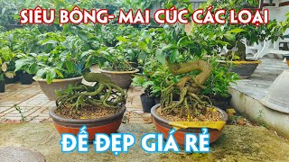 29/08. Mai Ghép Thành Phẩm Nhiều Loại Giống Chơi Tết.☎Trang 0359910781