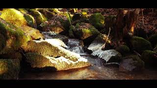 Wasser, Wald und idyllische Dörfer - Christoph Piller