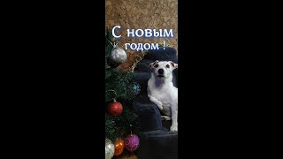 Никогда не сдавайтесь Джек Рассел Терьер#SHORTS