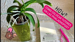 ✅COMO COLOCAR TUTORES EN LAS ORQUÍDEAS PHALAENOPSIS⁉️🌱🌸🙋🏻‍♀️