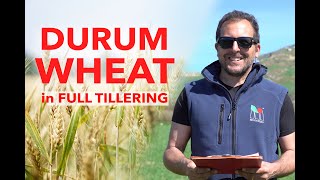 How to make the BEST CEREALS in full TILLERING....