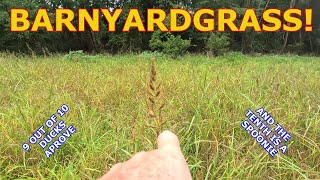 Ducks Love Barnyardgrass