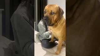 Big Boerboel Giving Kisses before being Naughty