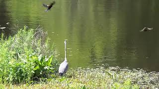 Great Blue Heron Harassed by Two Birds