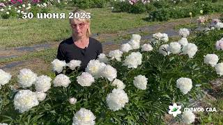 Blush Queen peony. Блаш Квин пион. Пулков сад