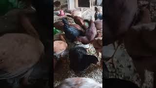 mix hen house poultry farm