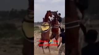 Horse fighting 😲🥱#shorts #short #fighting #horse