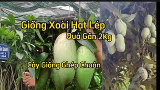 Cùng Tìm Hiểu Xoài Đài Loan Quả Khủng Gần 2kg/ Quả