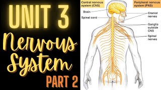 Nervous System: Part 2 - Central Nervous System