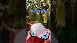 dragonfruit/peeling and cutting #dragonfruit #fruit #peeling #cuttingfruit #shortvideo