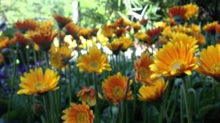 Amsterdam keukenhof