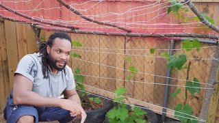 Growing  Organic snake gourds at home in the backyard  Very easy and simple and effective