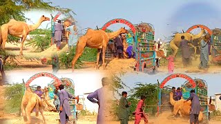 The King 👑 Of Thar Desert 🏝️ Camel