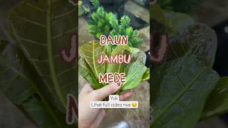 Lalap daun jambu mede