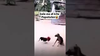 Tapang mo ahh kaya kaya kita😂😂. #viralvideo #funny #animals #shortsvideo #animals