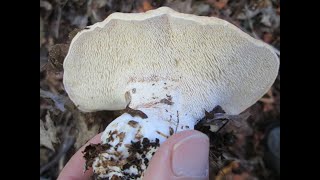 An Intermediate Guide to Mushroom Foraging