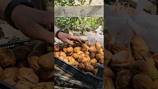 Walnut Peeling Machine(Things are so Easy)