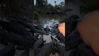 MAN VS CROCODILE #wildlife #subscribe #subscribe #youtubeshorts #crocodile #shorts #like #love #fy