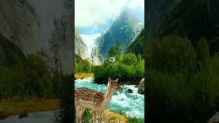 Nature view | Green mountains, River, animals, Nature 4k videos | Short video